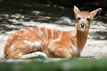 coleccion de varios animales salvajes