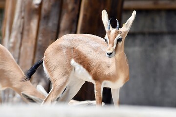 coleccion de varios animales salvajes