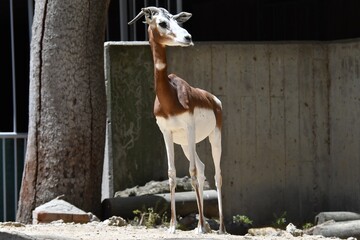 coleccion de varios animales salvajes