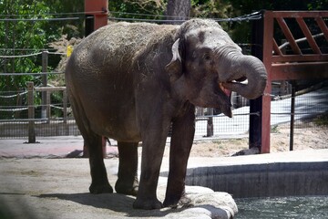 coleccion de varios animales salvajes