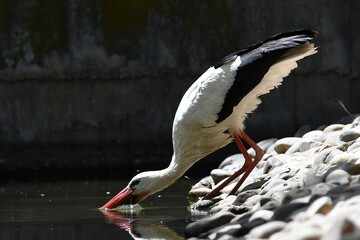 coleccion de varios animales salvajes