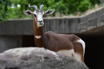 coleccion de varios animales salvajes