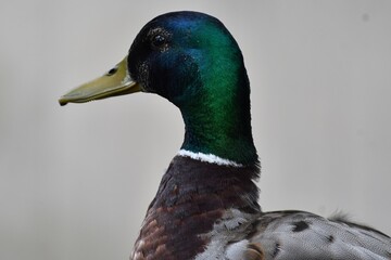 coleccion de varios animales salvajes