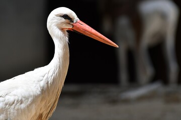coleccion de varios animales salvajes