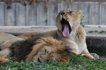 coleccion de varios animales salvajes