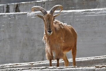 coleccion de varios animales salvajes