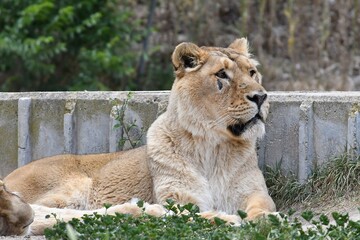 coleccion de varios animales salvajes
