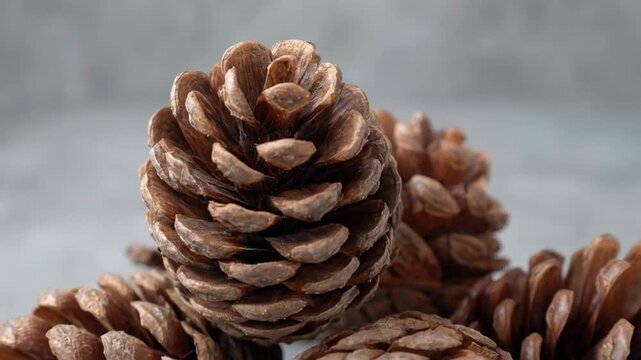 A visually appealing close-up shot features a collection of natural pinecones, artfully arranged against a soft, out-of-focus neutral grey background. The intricate patterns and varied textures of eac