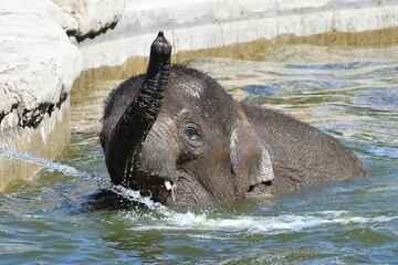 coleccion de varios animales salvajes