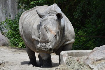 coleccion de varios animales salvajes