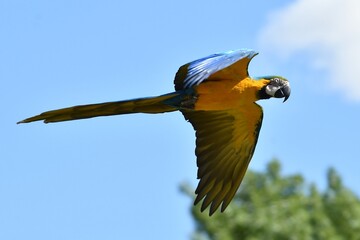 coleccion de varios animales salvajes
