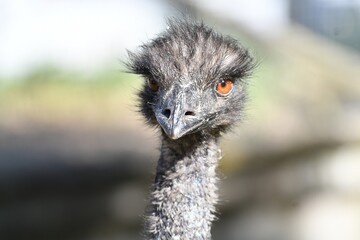 coleccion de varios animales salvajes