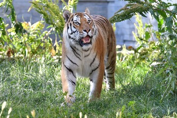coleccion de varios animales salvajes