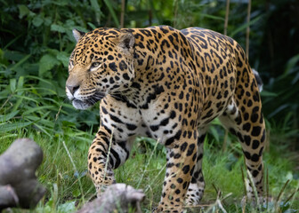 Jaguar