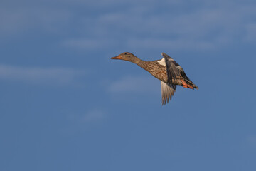 Female mallard duck in flight against a blue sky with clouds.