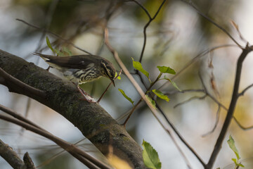 Northern waterthrush perched on a branch.