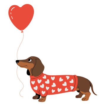 A cute dachshund wears a red sweater with heart patterns and holds a heart-shaped balloon.