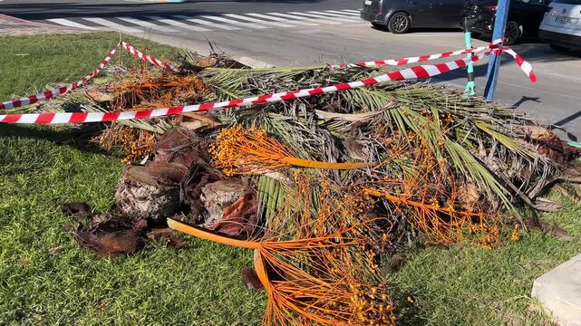 Pile of trimmed palm branches and orange seed clusters cordoned off with red-and-white tape on a sunny street corner near parked cars and residential buildings