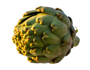 Obraz premium Fresh Artichoke Isolated with Vibrant Green Leaves and Natural Textured Detail