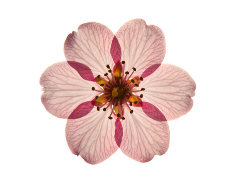 Delicate Fresh Cherry Blossom Flower Isolated with Soft Pink Petals and Natural Detail