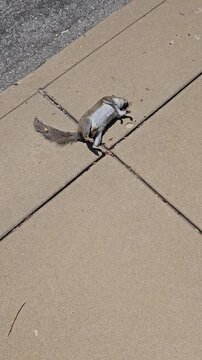 Dead Squirrel on Sidewalk Surrounded by Flies Around Body