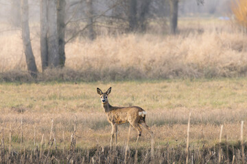Reh auf eine Feld 