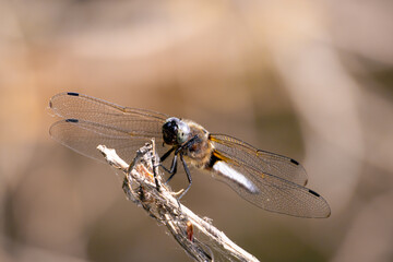 Libelle 