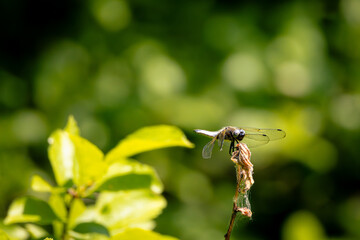 Libelle 