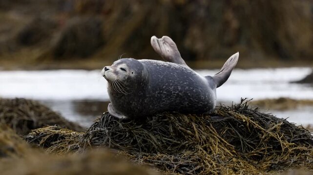 Grey seal looking toward the camera
A grey seal resting on seaweed and gazing directly at the camera in Iceland, 2025
