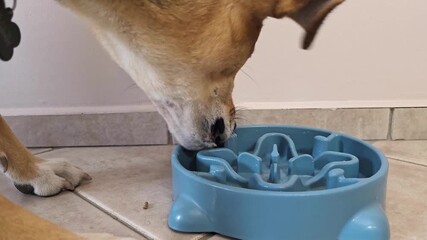 Dog eating dry food from a bowl in close-up home setting. dog quickly eating kibble, picking up dropped pieces, capturing hunger, appetite and daily feeding behavior. Hungry mongrel eating dinner fast
