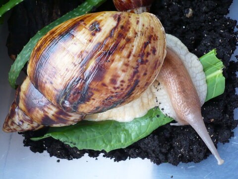snail on a leaf