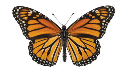 Stunning monarch butterfly isolated on transparent background, with vibrant orange wings detailed for educational resources and nature projects