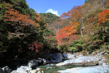 瀬戸川渓谷　河原で紅葉を眺める　（高知県　土佐町）