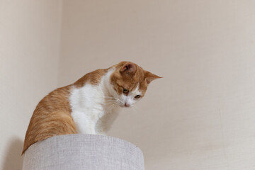 キャットタワーの上でくつろぐ可愛い猫　茶トラ白	