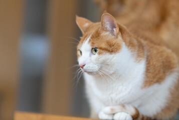 室内でくつろぐ可愛い猫　茶トラ白