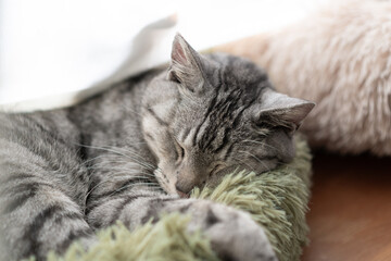 窓辺で眠る可愛い猫　サバトラ猫	