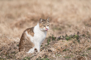 座っている可愛い猫	　キジ白猫