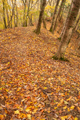  美しい紅葉の森を歩く