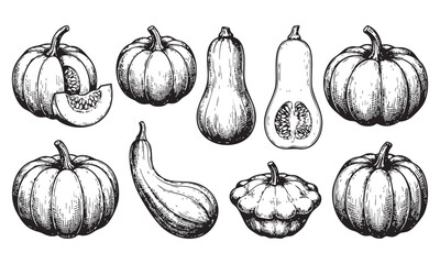 Handdrawn black and white illustration of various pumpkins and gourds