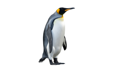 Majestic king penguin isolated on transparent background, portrait conveys elegance and grace standing tall with striking yellow plumage detail