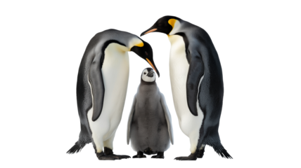 Loving emperor penguin family isolated on transparent background, portrait offers gentle nurturing scene of nature's beauty and togetherness