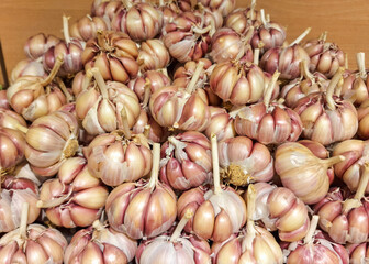 Fresh Garlic Bulbs Close-Up