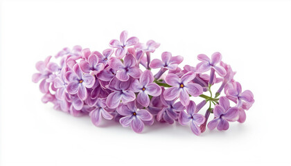 Fototapeta premium Branch of lilac flowers isolated on white background