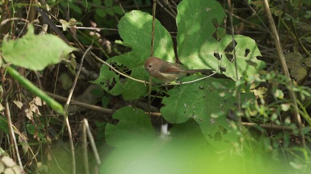 Vinous-throated Parrotbill (Sinosuthora webbiana) Foraging on Large Green Leaf in Sunny Thicket - 4K HDR