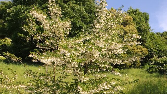 ウツギ（空木・卯木）