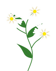 camomile flowers on white background