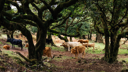 Herd of cows grazing peacefully in a lush green forest, surrounded by ancient trees and rich vegetation, showcasing the harmony of nature and livestock in a serene environment