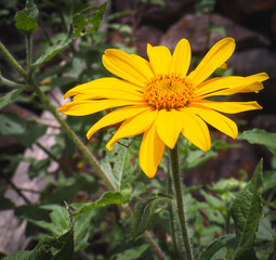 flor amarilla ubicada en Unya, victor fajardo- ayacucho-Perú