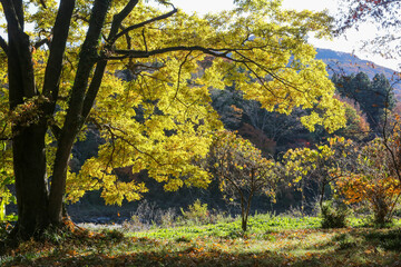 日差しに輝く紅葉