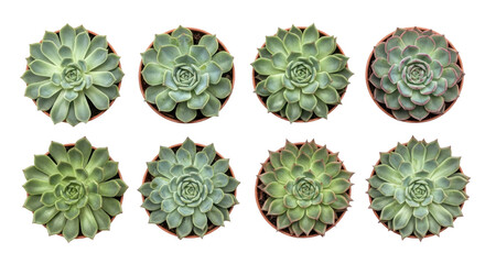 Eight potted succulents arranged two rows, showcasing their rosette patterns and vibrant green hues. plants are isolated transparency background, highlighting their symmetry and natural beauty
